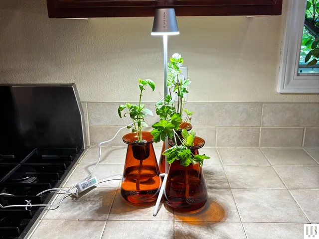 Best Gifts for Plant Lovers in 2026: 19 Expert Picks Image may contain: Lamp, Plant, and Potted Plant