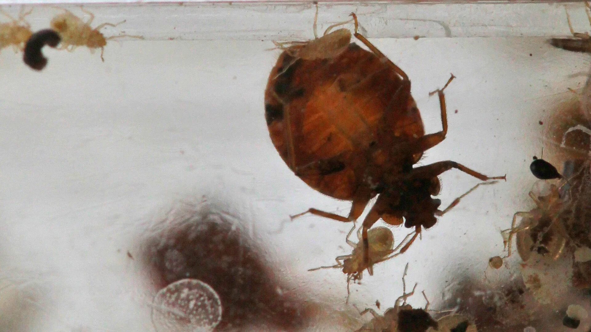 Bed Bug Infestation Hits the Agency Fighting Bed Bugs — Shocking Twist © Alex Brandon (AP)