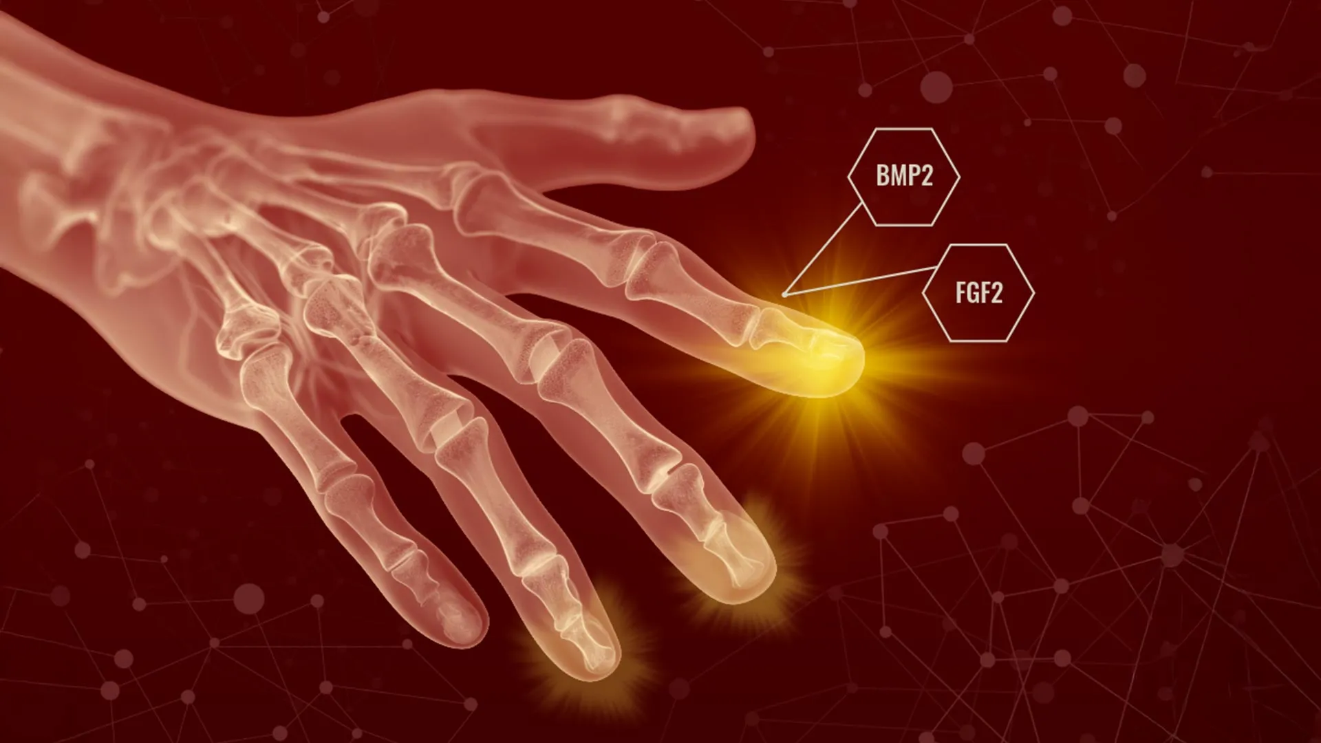 Mammal Regeneration: The Key to Regrowing Body Parts Was Never Lost mammal regeneration — Humans May Have Hidden Regenerative Powers