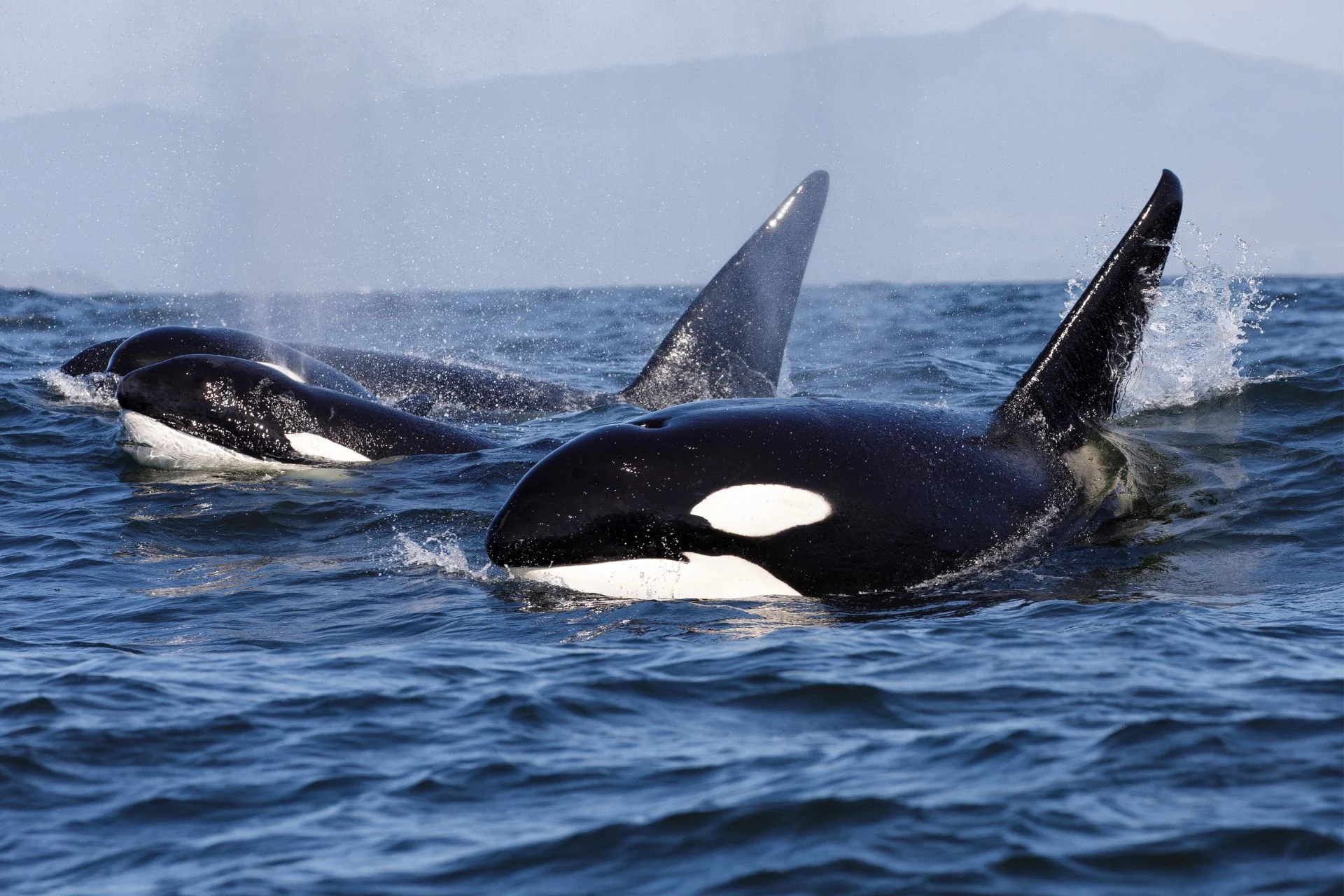 Orca Ramming Behavior May Be a New Gulf of California Feeding Trick orca ramming behavior — A pod of killer whales photographed above the water's surface.