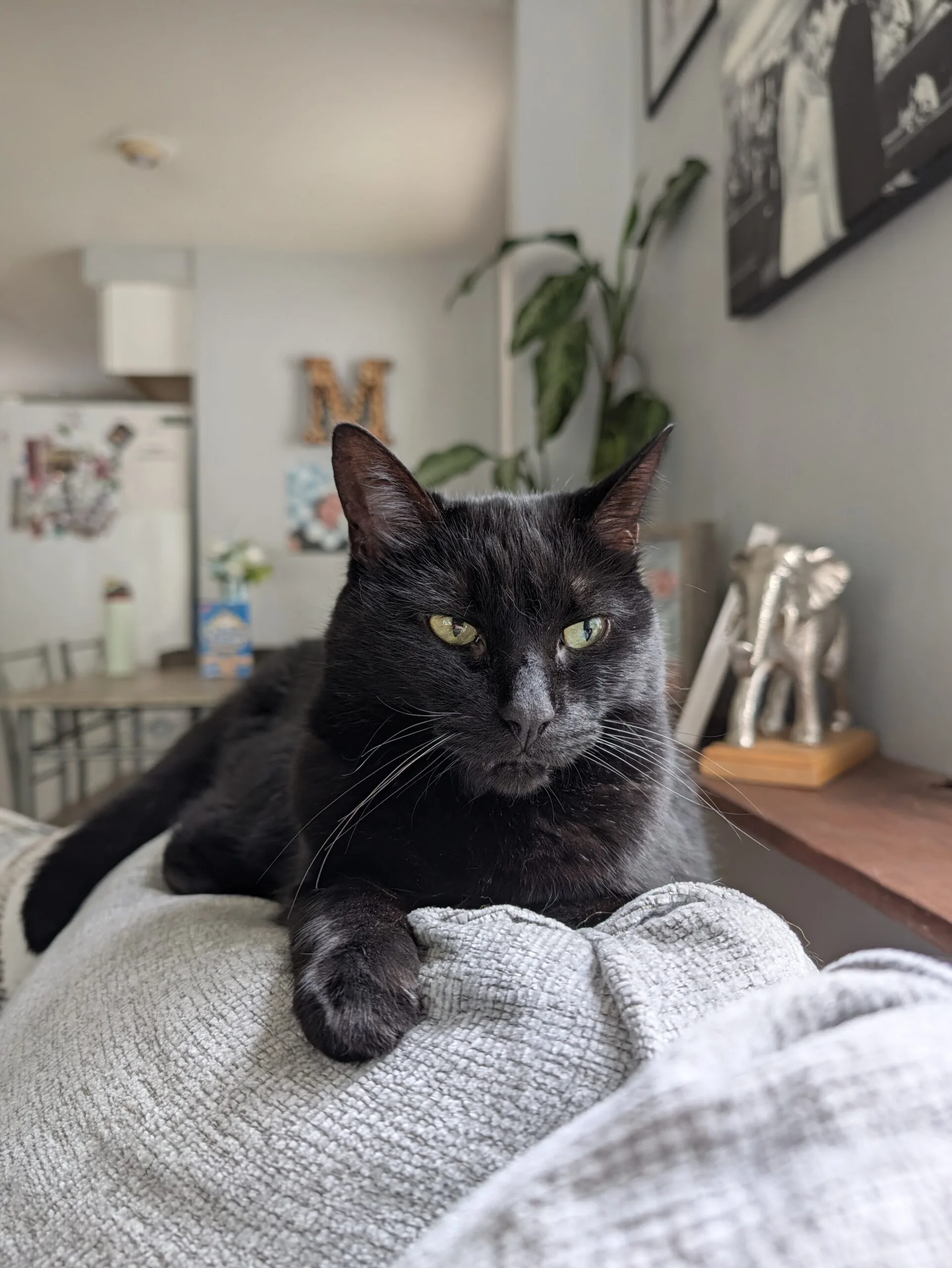 Pixel 11 Pro review: Google’s key feature feels unfinished Original Camera Look on the Pixel 11 Pro.